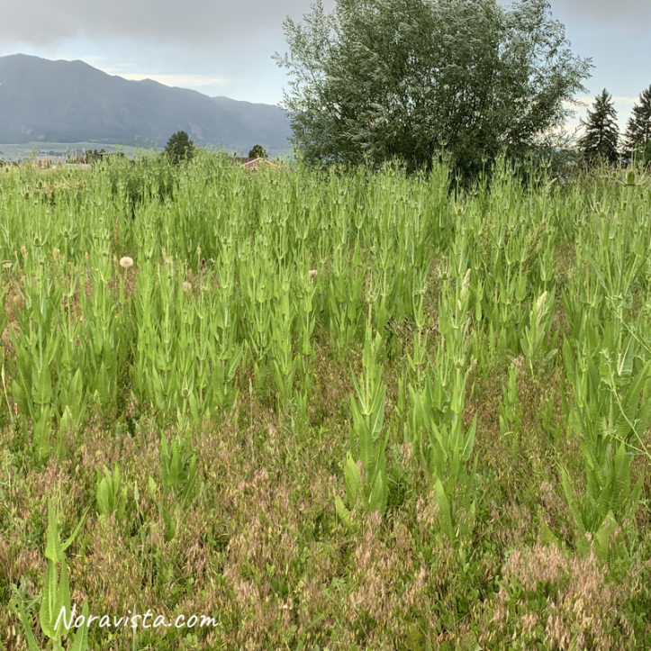 A field in Northern Utah full of thistles